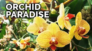 Secret Orchid Care Tips from a Master Orchid Grower