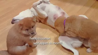 Mom pley ded with potats - Shiba Inu puppies (with captions)