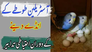 Australian Totey Kay Anday Dene Kay Douran Ki Ehtiyati Tadabeer in Urdu and Hindi |Budgies Eggs care
