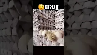 Chick Hatches From Egg Cartons In Market!🐣🐤#viral #chicken