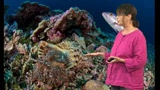 Nancy Knowlton (Smithsonian) Part 1: Coral Reefs: Past, Present and Future