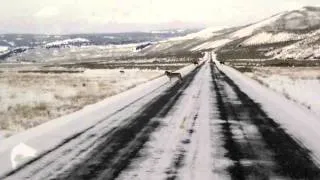 The Lamar Canyon Pack - Lamar Valley