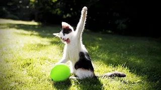 Cat Reaction to Playing Balloon   Funny Cat Balloon Reaction Compilation