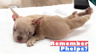 Tiny Puppy with Backward Legs Had Been Surrendered by His Breeder