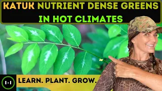 The Katuk Plant Provides Year Round Nutrient Dense Greens In Hot Climates