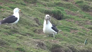 Great black-backed gull swallows rabbit whole!