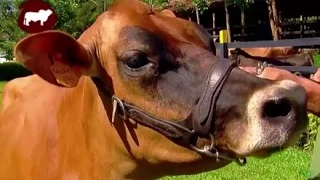 Manejo Reproductivo en Vacas Lecheras - Jersey Pardo suizo etc- TvAgro por Juan Gonzalo Angel