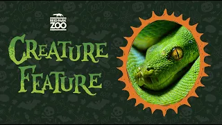 Creature Feature: Green Tree Python