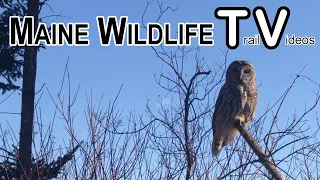 Winter Walk on Maine Wildlife Trail Video Woods Roads | Barred Owl | Hand Feed Chickadee | Trail Cam