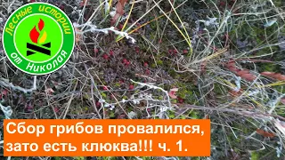 В одиночный поход в лес.  Сбор грибов провалился, зато есть клюква!!! ч 1.