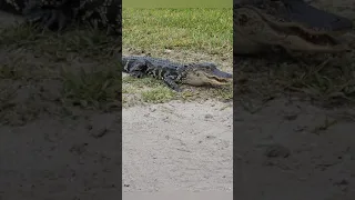 Gator walk