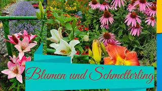 Blumen und Schmetterling in meinem Garten