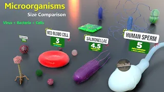 How Microorganisms looks under the microscope |  Virus Size | Bacteria size | Antibodies size
