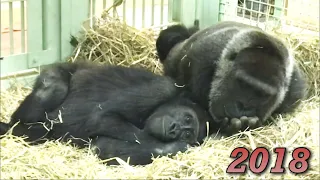 Gorilla⭐️Gentaro is worried about his pregnant mother and stays close to her【Momotaro family】.