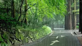 Enjoy a Deep Sleep while Listening to Rain Sounds in the Refreshing Forest. Relaxation, Study