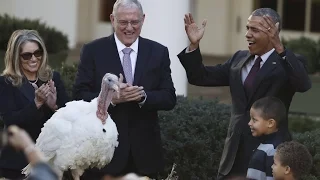 Obama cracks dad jokes at his final Thanksgiving turkey pardon