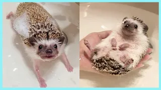 How To Bathe a Difficult Hedgehog, Cut Their Nails, Calm Them |101 The Ultimate Hedgehog Care Guide