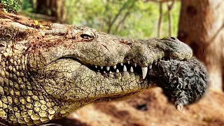 WARNING! ⛔️ Feeding Every Crocodile at Gatorland whole prey.