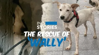 Dog trapped behind wall rescued | INQStories