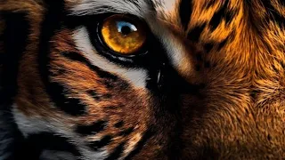 GEMINI♊YOU GOT THE EYE OF THE TIGER👁️🐯THIS IS YOUR KO MONTAGE MOMENT🥊💥🏆