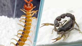 大蜈蚣 VS 黑粗尾蠍，Big centipede VS Black poisonous scorpion