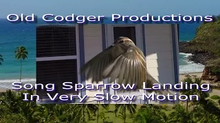 Sparrow Landing In Super Slow Motion