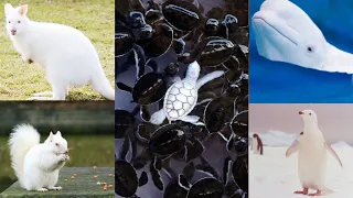 30+ Most Rare white animals in the world / White Animals & Birds / Most beautiful white animals