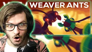 Daxellz Reacts to The Warrior Kingdoms of the Weaver Ant