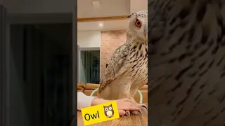 Little Owl 🦉 ||Short Videos ||amzing funny video