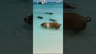 Pig Beach, Bahamas - Dockmate #shorts