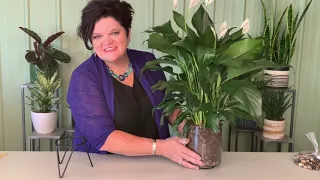 Learn how to use glass vases to creatively display plants.