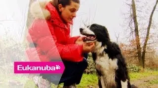 Guide Dog Helps Blind Owner Get Her Life Back | Part 1 | Extraordinary Dogs