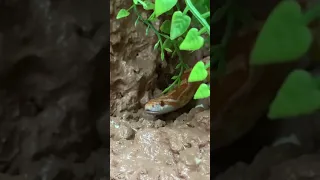 Voilà comment se passe un serpent qui fait sa mue 😊