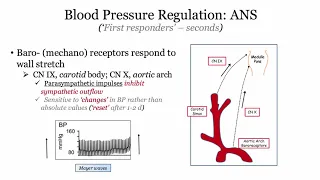 12DaysinMarch, Blood Pressure Regulation I, Autonomics for the USMLE Step One Exam