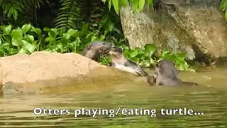 Otters torturing a turtle