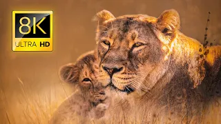 Ultimate African Wildlife 8K ULTRA HD / 8K TV