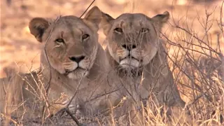 Best Lion Moments Part 2 | Top 5 | BBC Earth