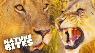 Lions Behaving Badly:  Best Hunting Scenes | Nature Bites