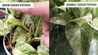 Snow Queen Pothos vs Marble Queen Pothos