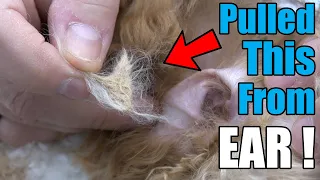 Severe Poodle Inner Ear Matting | Plucking & Cleaning Tips