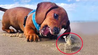 Funniest Animals - Best Of The 2021 Funny Animal Videos🤣😂