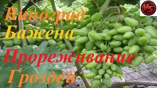 Виноград Бажена прореживание гроздей