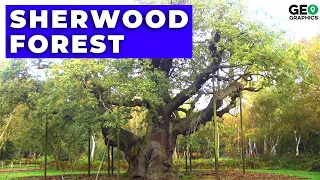 Sherwood Forest: Robin Hood, The King's Game, Haunted Abbeys, And More