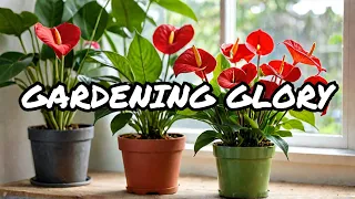 Anthurium Care & Propagation: Masterclass with 20 Q&A! #sousafamilygarden