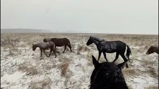 Сильный снег и ветер.| табунное коневодство