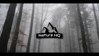 Rain Sounds for Sleep 1 Hour - Virtual Drive Through Foggy Forest