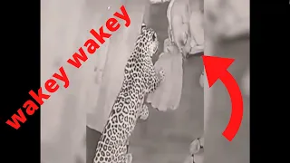 leopard attacks dog shocking videos