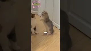 funny innocent cats - funny cat videos collection 2024