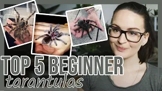 TOP 5 BEGINNER TARANTULAS (I recommend)