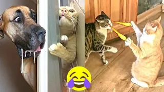 😱 funniest cats and dogs videos 😮 best funny animals videos 2024